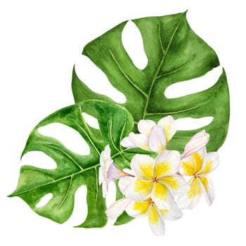 White frangipani, green monstera leaves illustration. Watercolor hand drawn clip art of exotic flower plumeria. Tropical painting for wedding invitations, spa, beauty salon prints, travel guides.