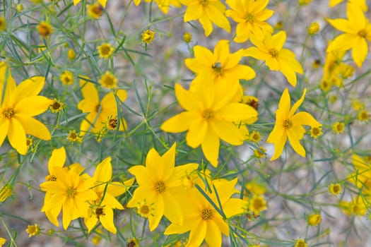 Coreopsis is a genus of flowering plants in the family Asteraceae. Common names include calliopsis and tickseed.