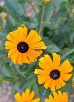 Rudbeckia plants, the Asteraceae yellow and brown flowers. Like many plants, they have several common names, among which are: Black-eyed Susan, Gloriosa Daisy, and Yellow Ox Eye.