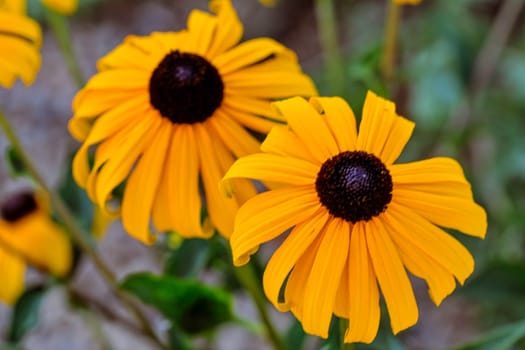 Rudbeckia plants, the Asteraceae yellow and brown flowers. Like many plants, they have several common names, among which are: Black-eyed Susan, Gloriosa Daisy, and Yellow Ox Eye.