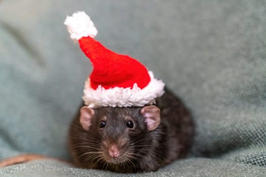 Rat Santa hat. Symbol of the Chinese New Year. Funny black rat Dumbo in a red santa checker on a green background