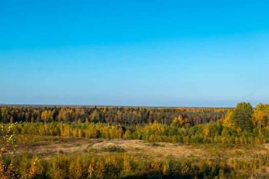 Panorama. Lonely beautiful autumn tree. Autumn Landscape. High quality photo