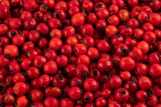 pile of red hawthorn berries full frame background and texture.