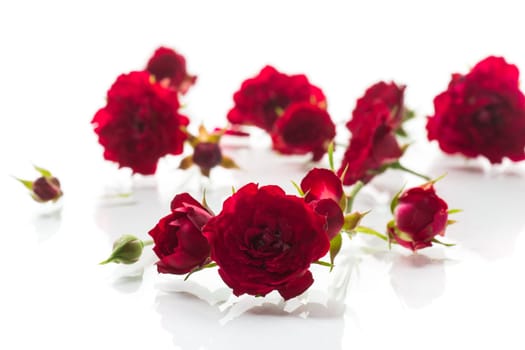 bouquet of red small roses, isolated on white background.