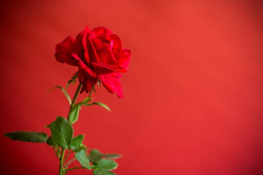 Flowers of beautiful blooming red rose isolated on red background.