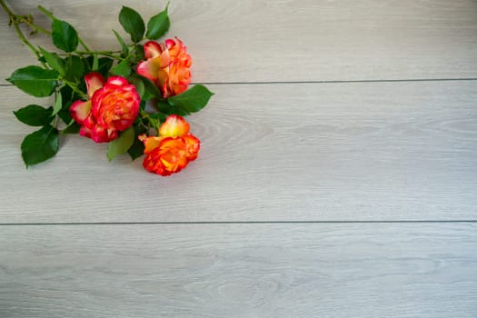 red beautiful blooming rose on a light grey wooden table