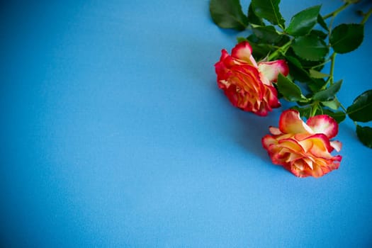 red beautiful blooming rose isolated on blue background