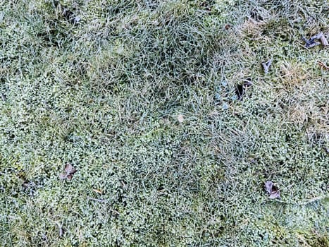 Close up surface of frozen green grass