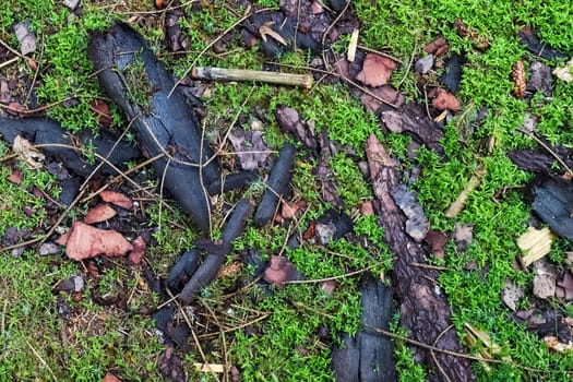 View on a forest ground texture with moss and branches found in a european forest