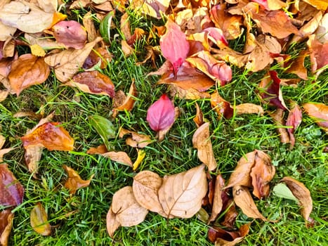 Colorful autumn leaves for backgrounds or textures