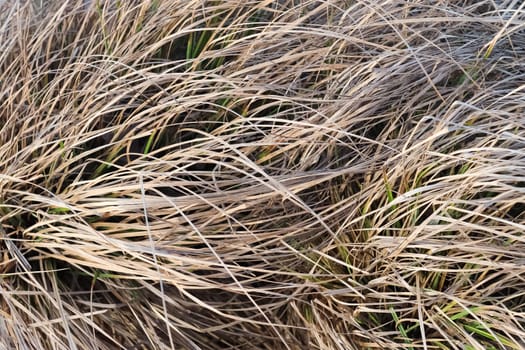 Close up view at the surface of reed