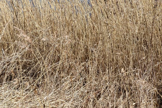 Close up view at the surface of reed