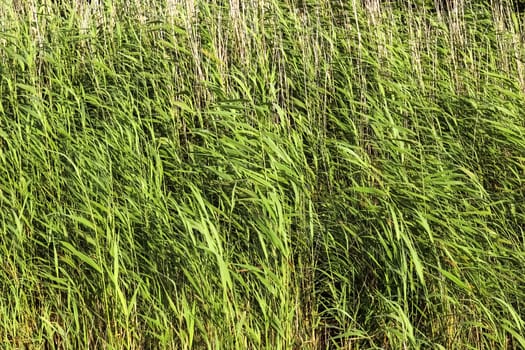 Close up view at the surface of reed