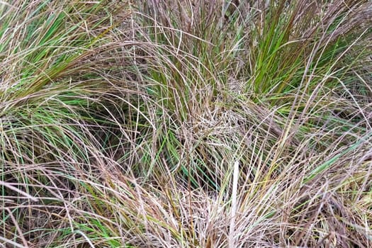 Close up view at the surface of reed