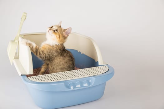 An isolated cat perched in a litter box on a pristine white background. Highlighting the importance of animal care and hygiene this cat tray serves as the feline's dedicated toilet.
