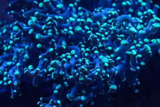 Underwater photo - blue coral with tentacle like structure, emitting under UV light. Abstract organic marine background