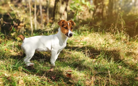 Small Jack Russell terrier in low forest grass, sun shines on her