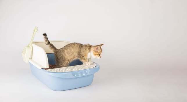 Illustrate feline hygiene and care with an isolated cat in a plastic litter toilet box or sandbox set against a white background. This educational image portrays a clean orderly setting.