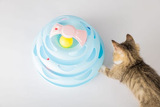 An adorable orange kitten is immersed in play with a cute blue toy pyramid spiral tower. With playful eyes and a curious paw, this feline's antics in a home setting capture the essence of happiness.