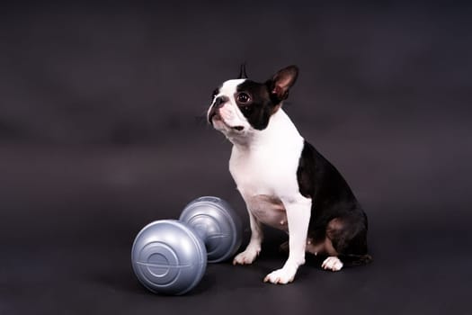 Smart puppy dog, boston terrier with a sports equipment. Sport, fitness, bodybuilding concept.