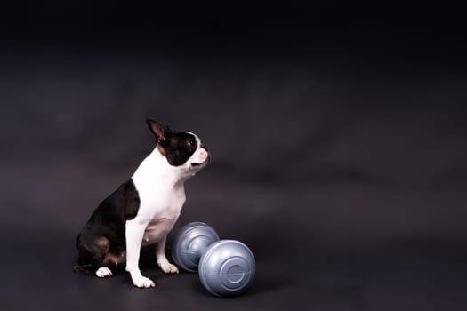 Smart puppy dog, boston terrier with a sports equipment. Sport, fitness, bodybuilding concept.