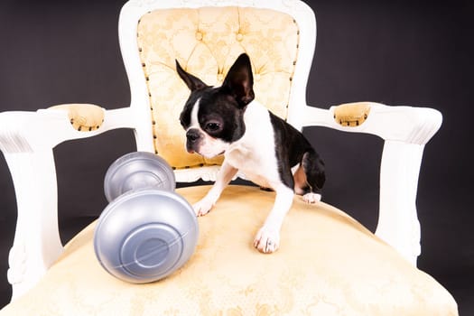 Smart puppy dog, boston terrier with a sports equipment. Sport, fitness, bodybuilding concept.