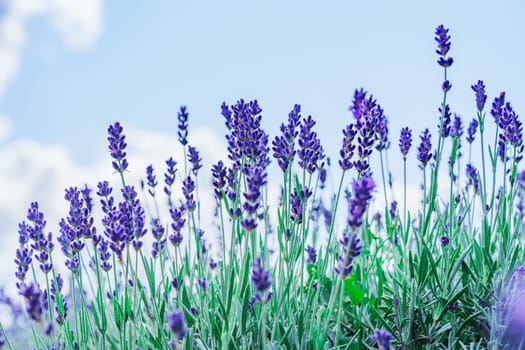 A stunning landscape of a vast lavender field with purple blooms stretching to the horizon under a clear, vibrant blue sky, creating a picturesque scene of natural beauty and tranquility.