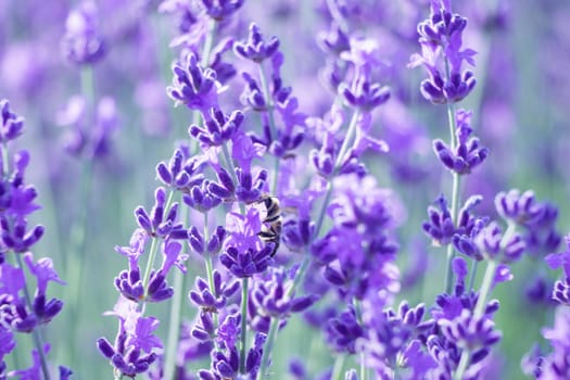 Lavender flower blooming scented fields in endless rows. Selective focus on Bushes of lavender purple aromatic flowers at lavender field. Abstract blur for background.