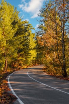 Asphalt road through autumn forest at sunrise