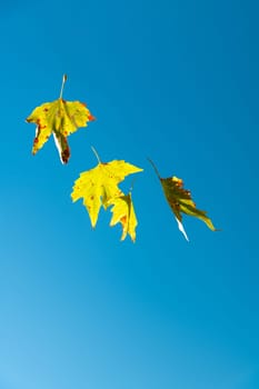 Yellowed leaves of plane tree in front of blue sunny sky in autumn