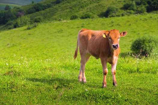 a lonely calm and relaxed brown calf grazes on a green field on a sunny day. Calf looking at the camera.