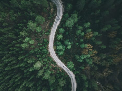 Aerial view of forest road with pine trees on both sides in autumn