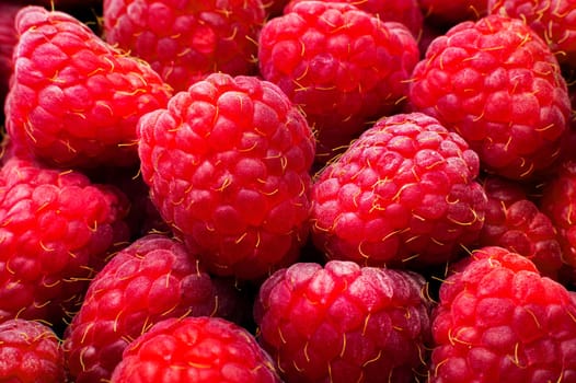 Fresh red raspberries close up. Background of juicy fresh pink raspberries, large berries in the frame.