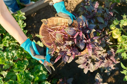 Harvest purple basil in a basket in woman hands, farmer's market, nature background, agriculture, farming, gardening. Natural, bio, organic herbs, vegetarianism, healthy food concept