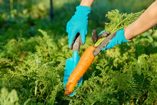 Close-up of carrot in the hands of a female farmer, a farmer's market, agriculture, farming, gardening. Natural, bio, harvest, organic vegetables, agriculture, vegetarianism, healthy food concept