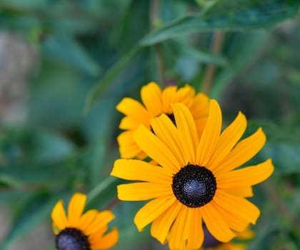 Rudbeckia plants, the Asteraceae yellow and brown flowers. Black (brown)-eyed Susan flowers. The starry flowers of these robust, long-flowering plants can shine in borders, summer bedding, containers and prairie-style plantings. Yellow or gold flower heads bloom in mid to late summer.
