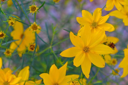 Coreopsis is a genus of flowering plants in the family Asteraceae. Common names include calliopsis and tickseed. There are 75 80 species of Coreopsis, all of which are native to North, Central, and South America. The name Coreopsis is derived from the Ancient Greek.