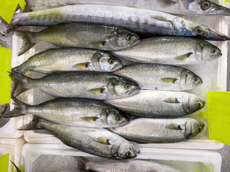 Freshly caught bluefish lined up on the counter at the fish market