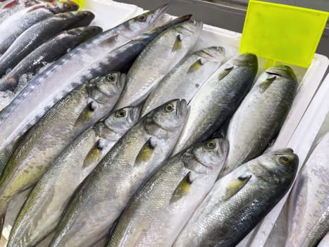 Freshly caught bluefish lined up on the counter at the fish market