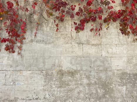 a grey wall with red leaves as background screensaver