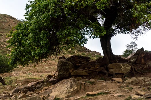 Caucasian mountain. Dagestan. Trees, rocks, mountains, view of the green mountains. Beautiful summer landscape