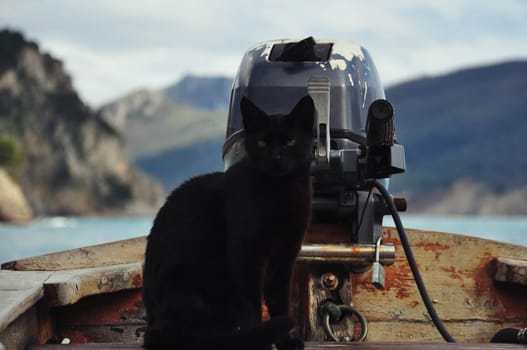 a black cat sits in a boat near the motor, a portrait of an animal close-up. High quality photo