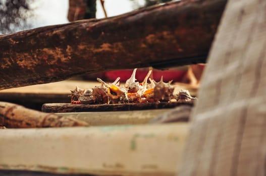 many seashells close-up lie on the ground. High quality photo