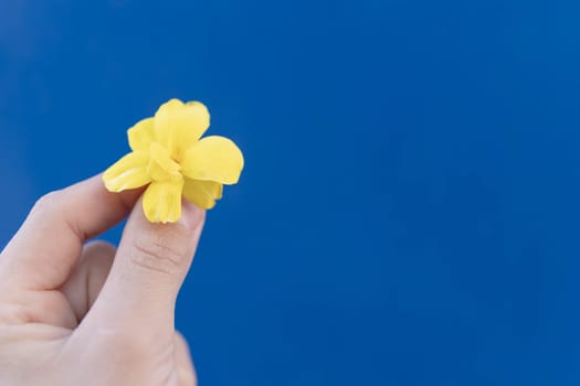 Russian-Ukrainian conflict. children's hand, holding a yellow flower on a blue background, the flag of Ukraine.place for your inscription on the right side,prevention of war in Ukraine.