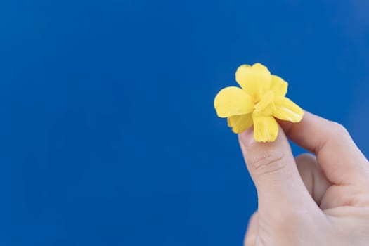 Russian-Ukrainian conflict. children's hand, holding a yellow flower on a blue background, the flag of Ukraine.place for your inscription on the left side,prevention of war in Ukraine.