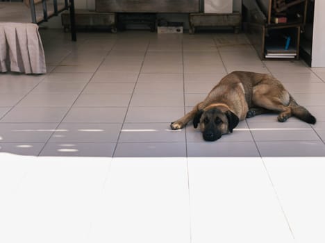 A stray abandoned dog lies basking in the sun on a busy city street in Istanbul. People walk past a hungry abandoned dog. High quality photo