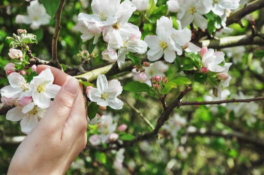 the girl's hands hold flowers on the tree. The tree blooms with white flowers, close-up of the girl's hand. High quality photo