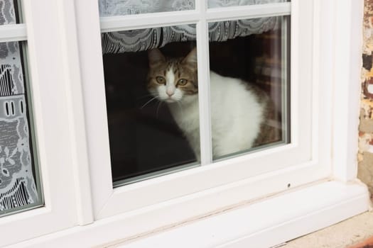 domestic kitten of white gray color sits on the window in the room and looks out into the street. High quality photo