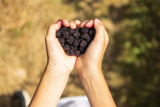 A child holds a heart-shaped freshly picked blackberry in his hands.Close-up of a shiny freshly picked blackberry. High quality photo