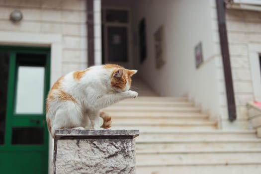 a homeless cat of white-red color sits on the railing near the entrance to the houses. High quality photo